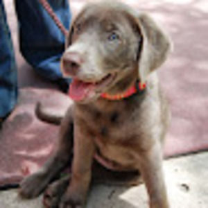 Meet your Posher, Heidi